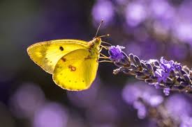 Attēlu rezultāti vaicājumam “Colias croceus”