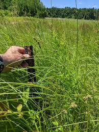 Attēlu rezultāti vaicājumam “Carex buxbaumii”