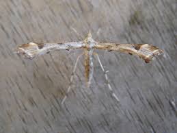 Attēlu rezultāti vaicājumam “Platyptilia gonodactyla”