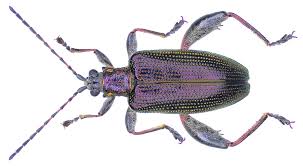 Attēlu rezultāti vaicājumam “Donacia”