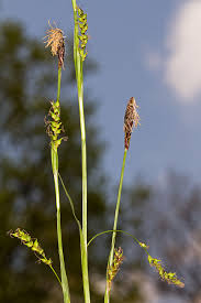 Attēlu rezultāti vaicājumam “Carex pilosa leaf”