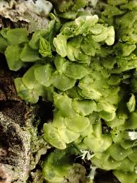 Attēlu rezultāti vaicājumam “Radula complanata sporophyte”