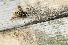 Attēlu rezultāti vaicājumam “Temnostoma vespiforme”