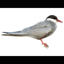 Attēlu rezultāti vaicājumam “Chlidonias hybrida”