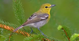 Image result for Vireo flavifrons