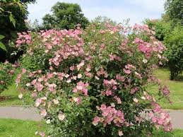 Attēlu rezultāti vaicājumam “Rosa canina”