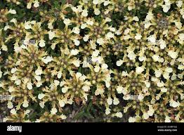 Attēlu rezultāti vaicājumam “Diderma montanum”