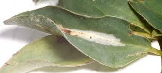 Attēlu rezultāti vaicājumam “Anthyllis maritima leaf”