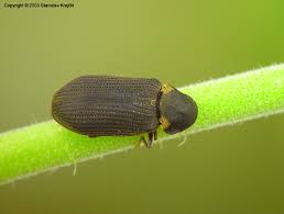 Attēlu rezultāti vaicājumam “Anobium pertinax”