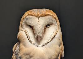 Attēlu rezultāti vaicājumam “Badhamia flavoglauca”