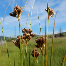 Attēlu rezultāti vaicājumam “Carex cespitosa flower”