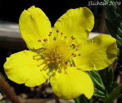 Image result for Potentilla anserina