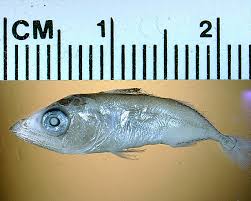 Image result for Euthynnus alletteratus