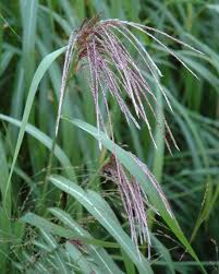 Image result for Miscanthus sinensis Zebrina