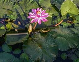 Image result for rosa aquatica