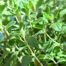 Image result for Origanum majorana