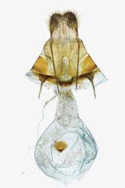 Attēlu rezultāti vaicājumam “Plagodis pulveraria”