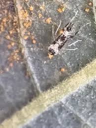 Attēlu rezultāti vaicājumam “Melampsora epitea”