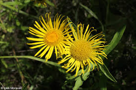 Attēlu rezultāti vaicājumam “Inula salicina flower”