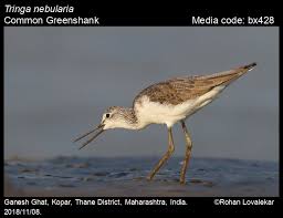 Attēlu rezultāti vaicājumam “Tringa nebularia”