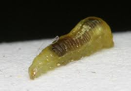 Attēlu rezultāti vaicājumam “Syrphus larva”