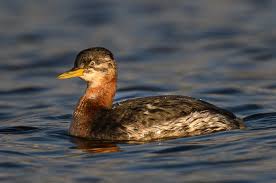 Image result for Podiceps grisegena