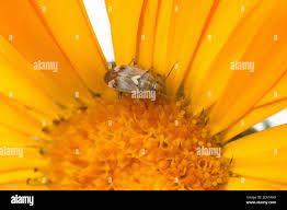 Attēlu rezultāti vaicājumam “Lygus pratensis imago”
