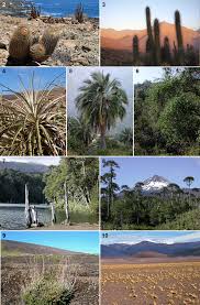 Attēlu rezultāti vaicājumam “Dianema nivale sessile”