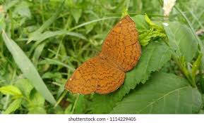 Attēlu rezultāti vaicājumam “Riodinidae”