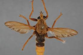 Attēlu rezultāti vaicājumam “Asilus crabroniformis”