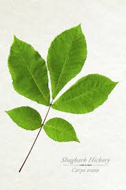 Attēlu rezultāti vaicājumam “Carya ovata leaf”