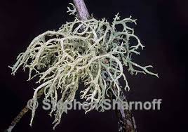 Attēlu rezultāti vaicājumam “Evernia mesomorpha”