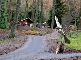 Image result for Go Ape! Whinlatter