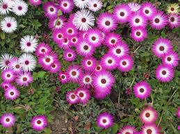 Image result for Mesembryanthemum criniflorum