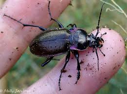 Attēlu rezultāti vaicājumam “Carabus nemoralis”