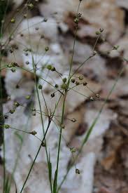 Attēlu rezultāti vaicājumam “Luzula pilosa”