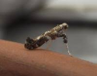 Attēlu rezultāti vaicājumam “Gracillaria syringella imago”