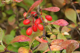 Attēlu rezultāti vaicājumam “Berberis thunbergii fruit”