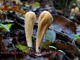 Attēlu rezultāti vaicājumam “Clavariadelphus pistillaris”