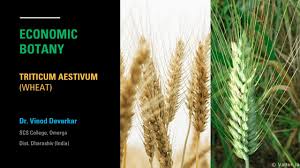 Attēlu rezultāti vaicājumam “Triticum aestivum”