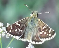 Attēlu rezultāti vaicājumam “Pyrgus alveus upperside”