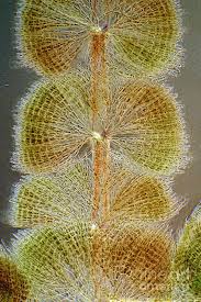 Attēlu rezultāti vaicājumam “Batrachospermum moniliforme”