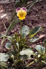 Attēlu rezultāti vaicājumam “Viola arvensis leaf”
