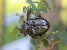 Attēlu rezultāti vaicājumam “Osmoderma barnabita imago”
