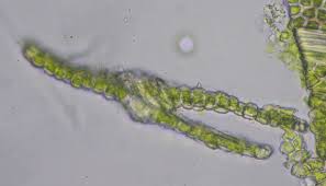 Attēlu rezultāti vaicājumam “Fissidens pusillus”