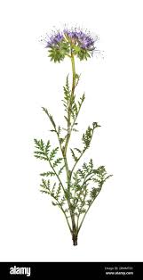 Attēlu rezultāti vaicājumam “Phacelia tanacetifolia”