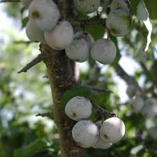 Attēlu rezultāti vaicājumam “Prunus (plum-tree) fruit”