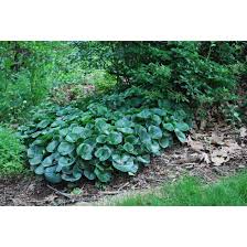 Attēlu rezultāti vaicājumam “Asarum europaeum”