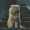 HARRY POTTER'S ULTIMATE FAN SITE: CROOKSHANKS--IS HE A ANIMAGUS???????