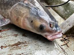 Image result for Mylopharyngodon piceus